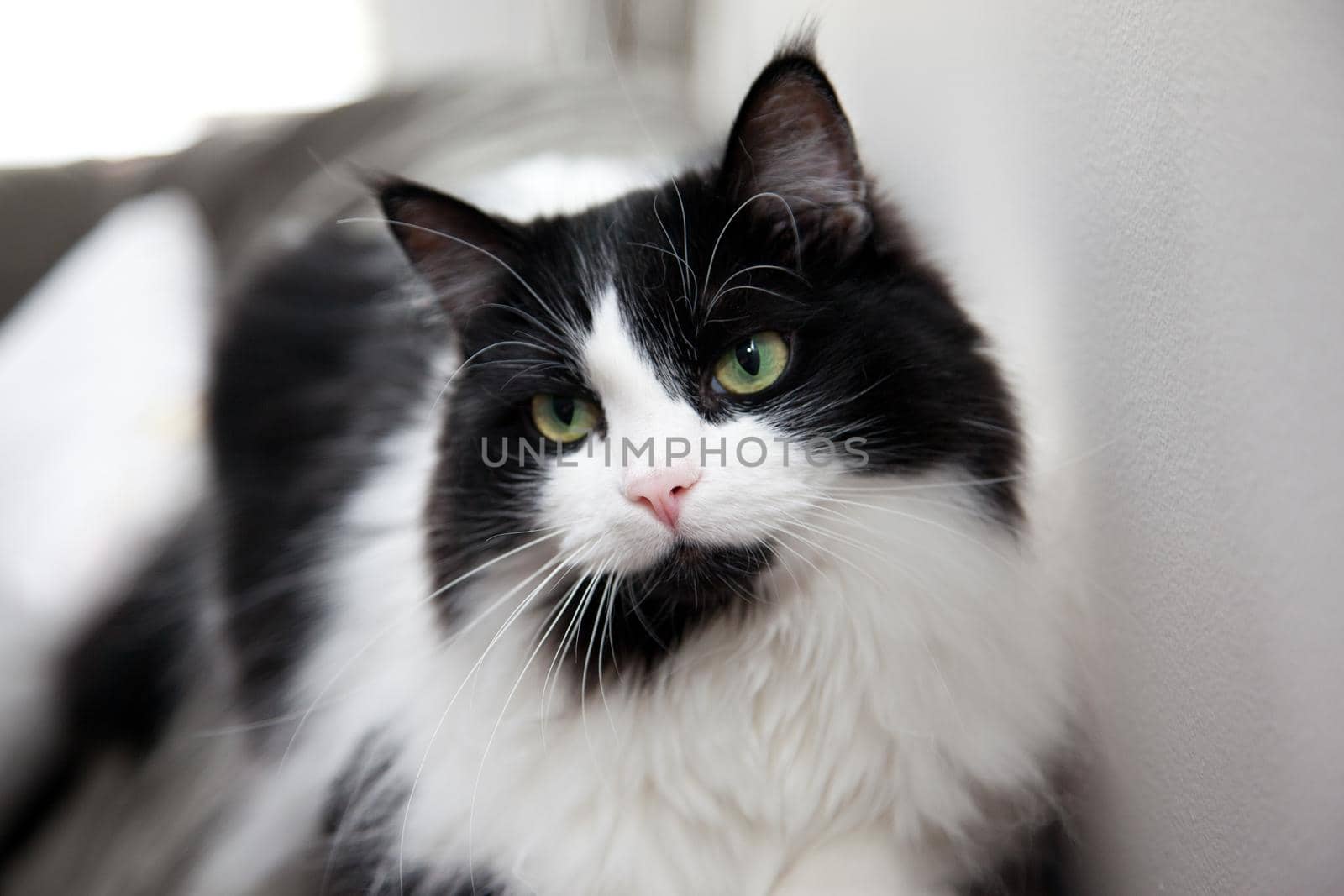 Portrait of black and white cat  by rustycanuck