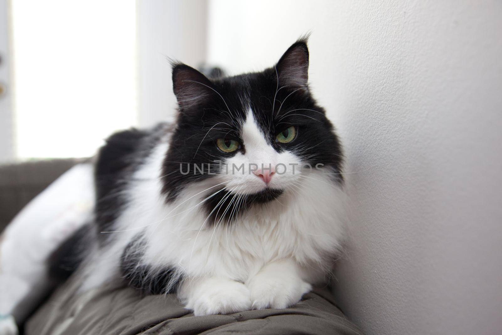 Cute fluffy cat sits on the back of the couch looking unimpressed 