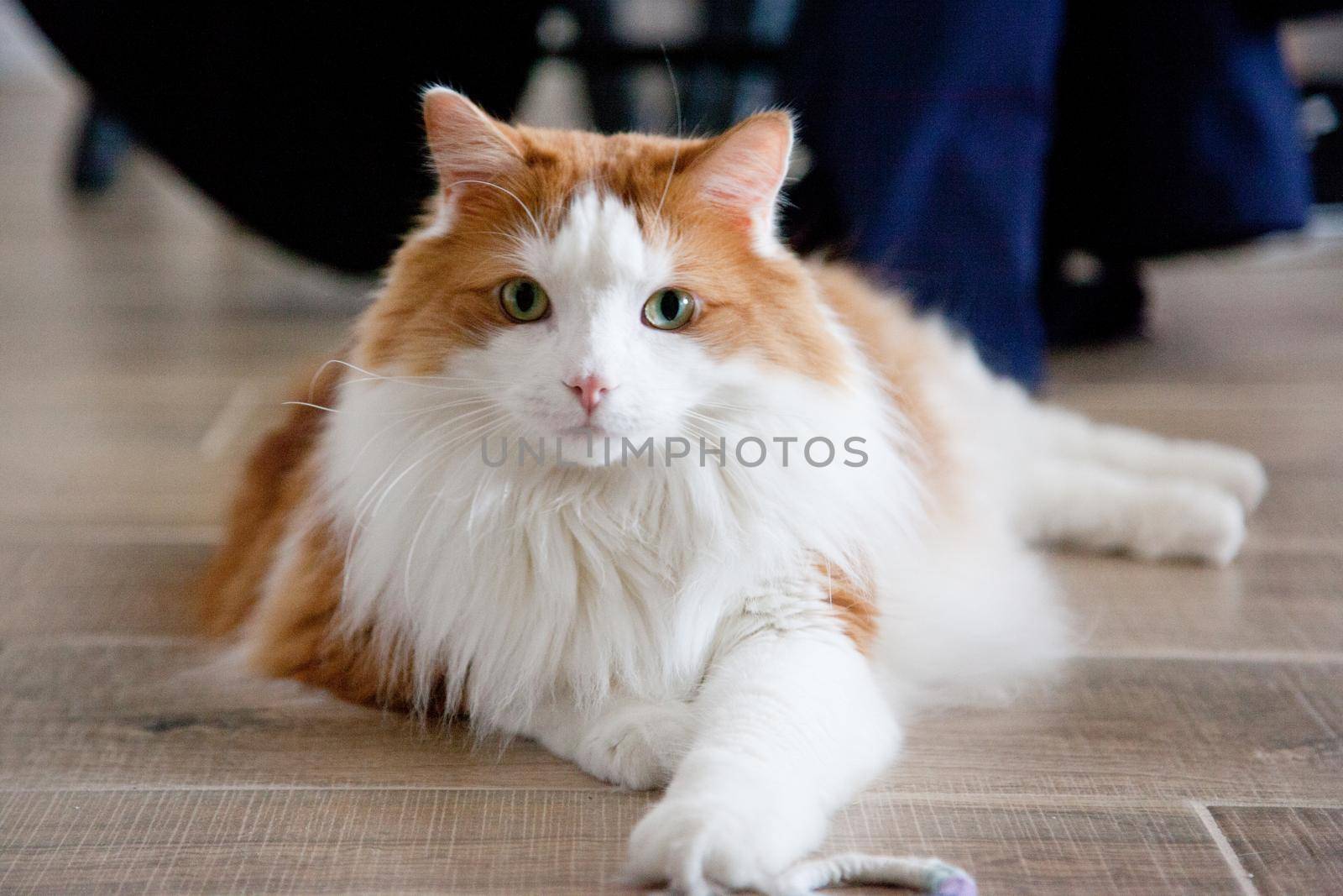 A beautiful white and orange cat laying on the floor staring at the camera