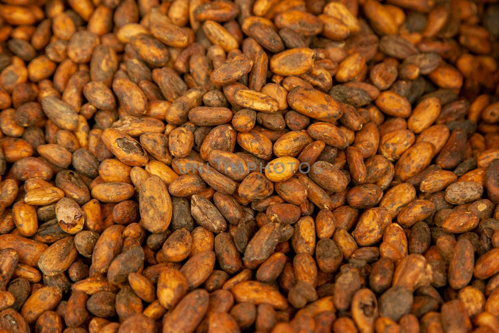 group of brown and yellow raw cacao beans 