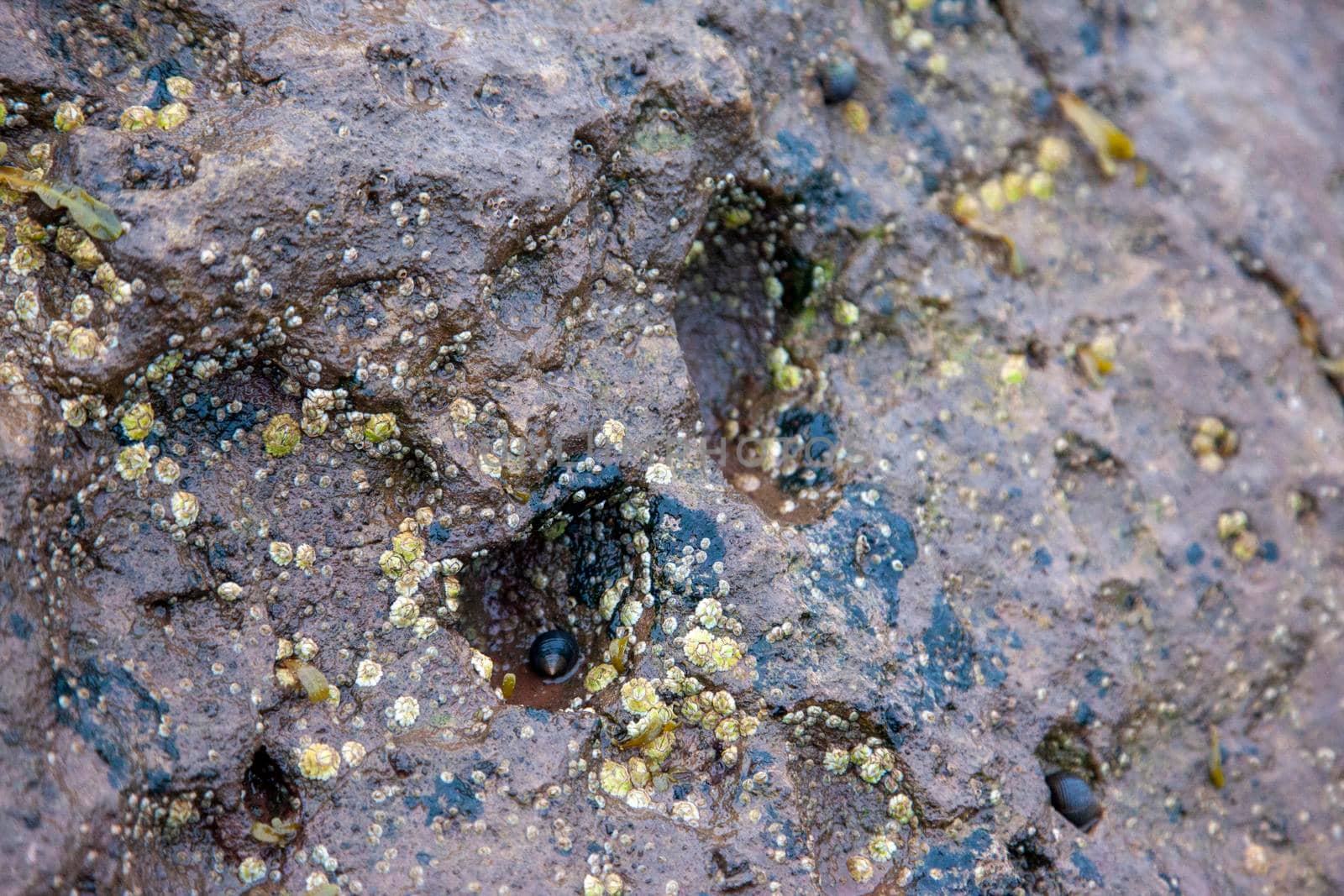 holes in a rock being weathered away over time by the ocean 