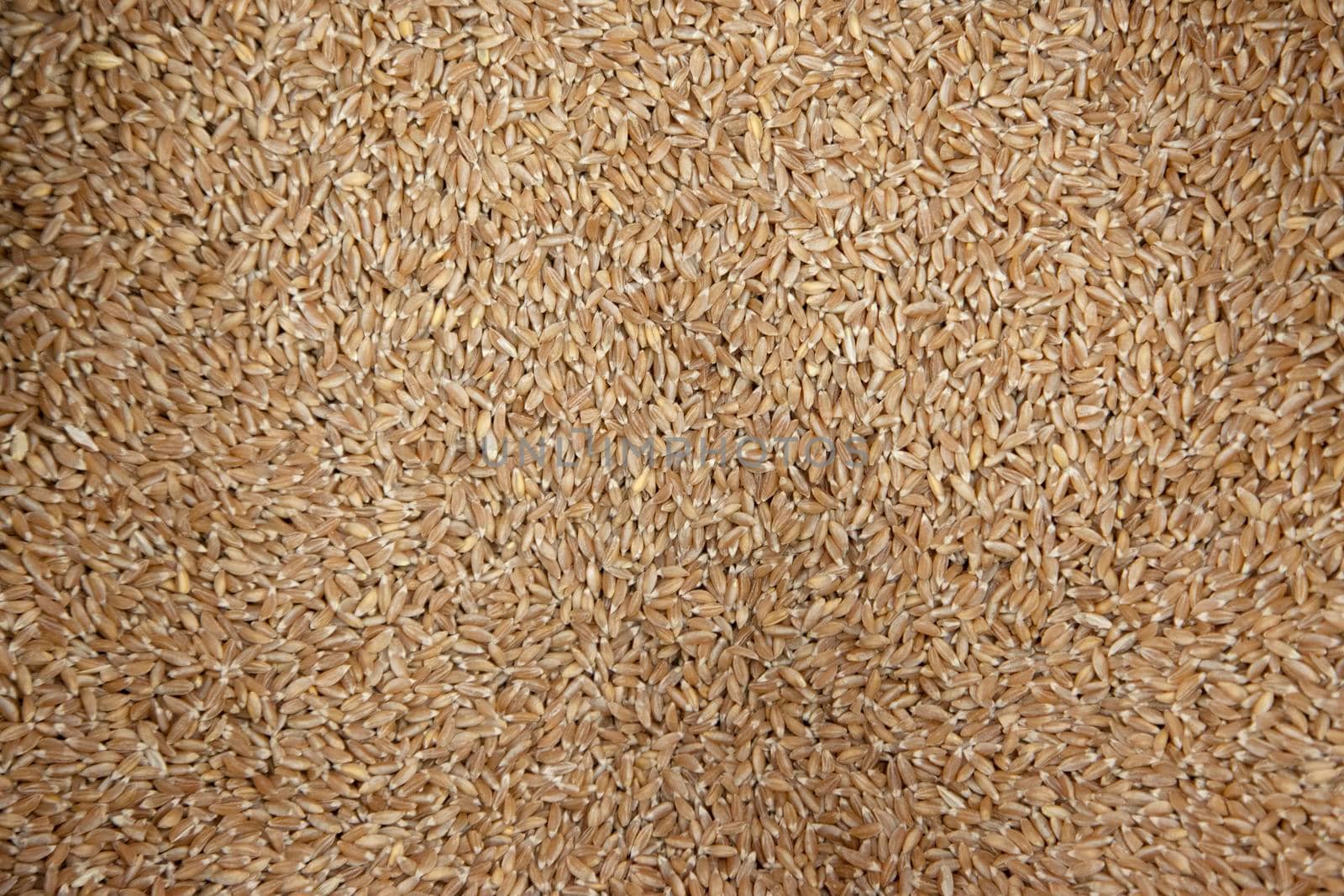 brown hulled wheat, commonly known as farro 