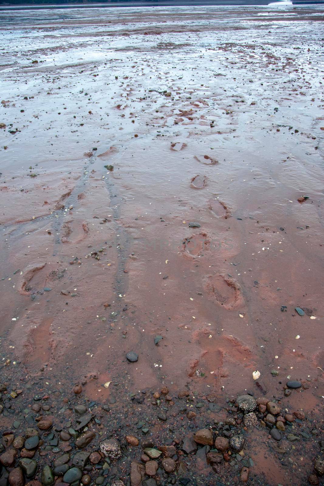 on a beach, muddy boot prints have walked across the ocean floor at low tide 