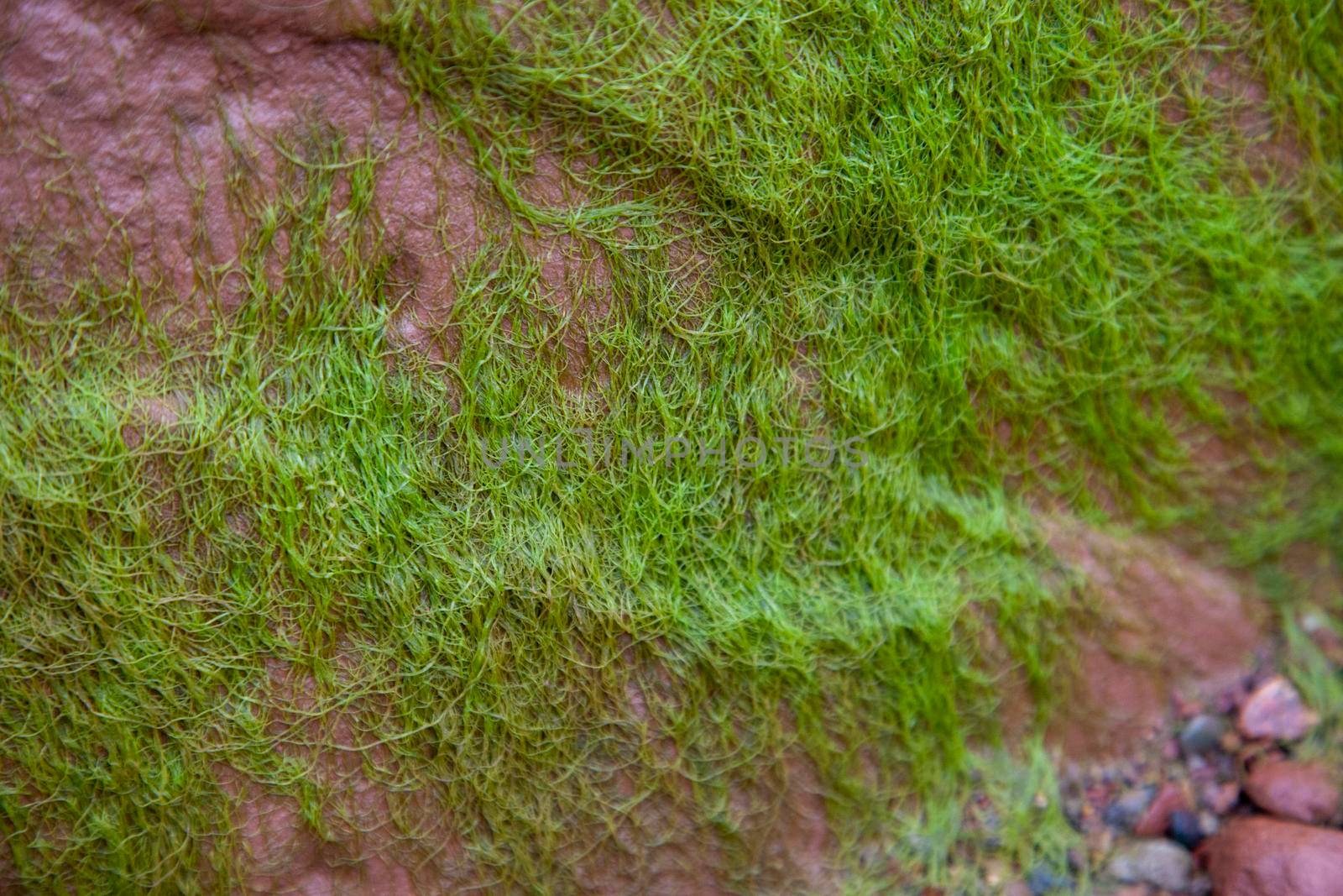 biological green algae on the side of a cliffside in canada 