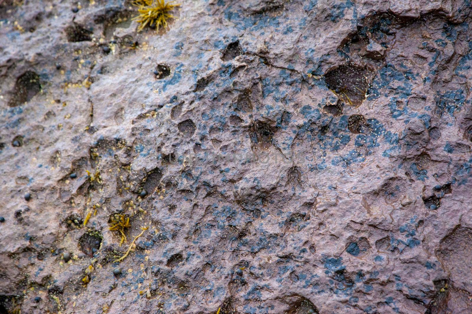 side of a cliff with small holes in it, worn away by the ocean over time 