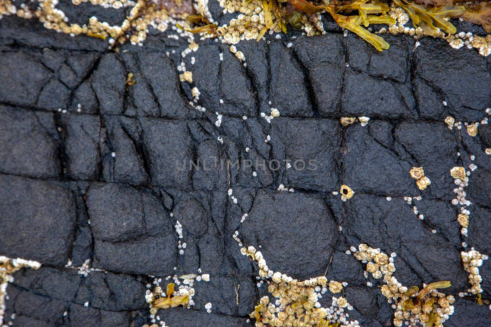  slipperly black rocks with cracks from the tide and barnacles