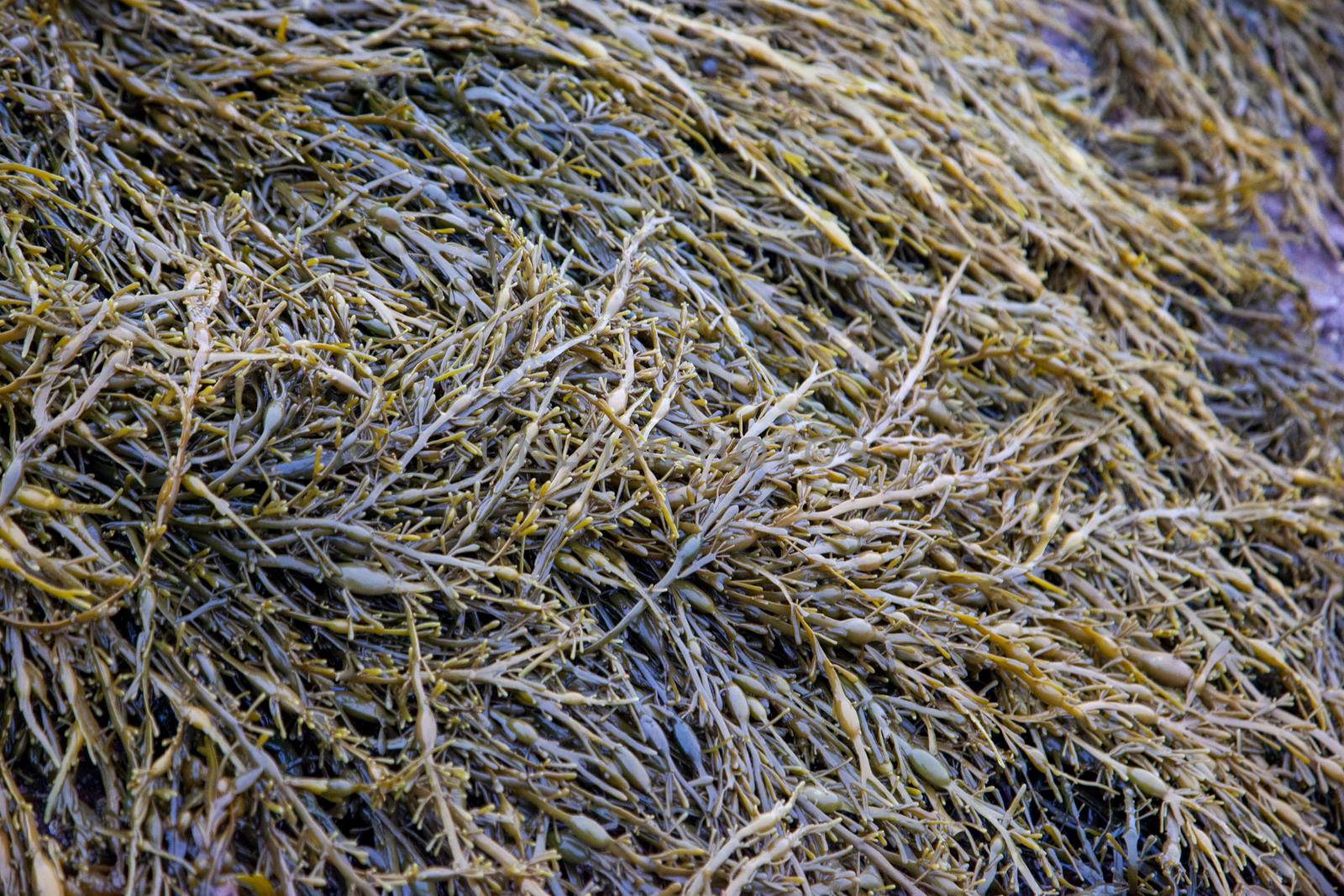 a pile of seaweed on the ocean floor in atlantic canada 