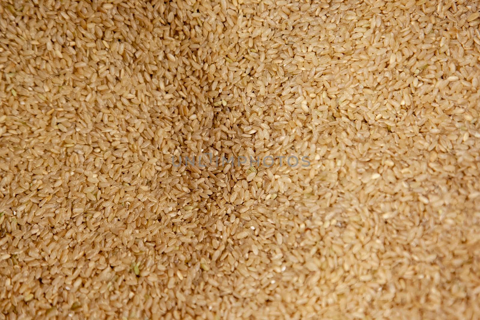 hundreds of kernels of short grain brown rice 