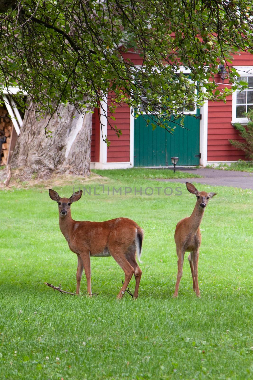 two little deer stand curiously in the backyard looking at the photographer