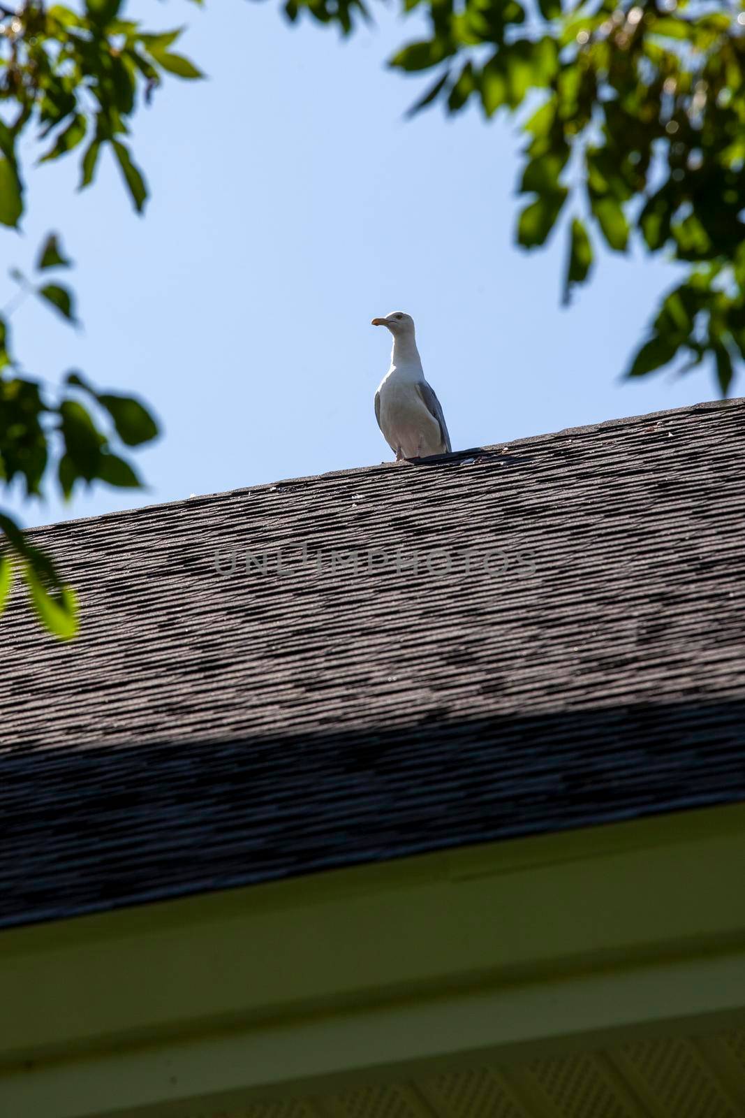 one gull sitting alone holding down the rooftop 