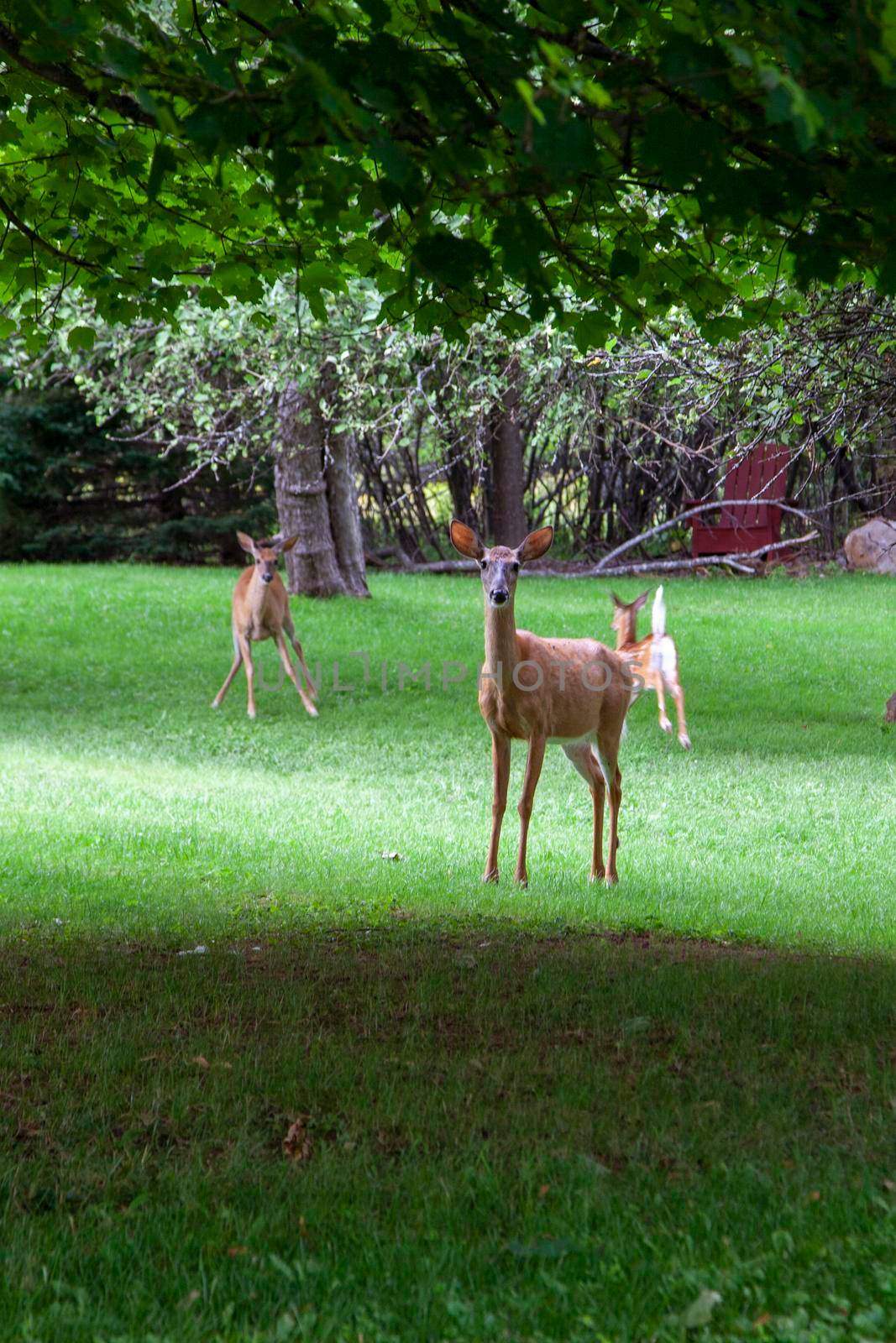  a female deer stands in front of her young, protectively, as the photographer approaches