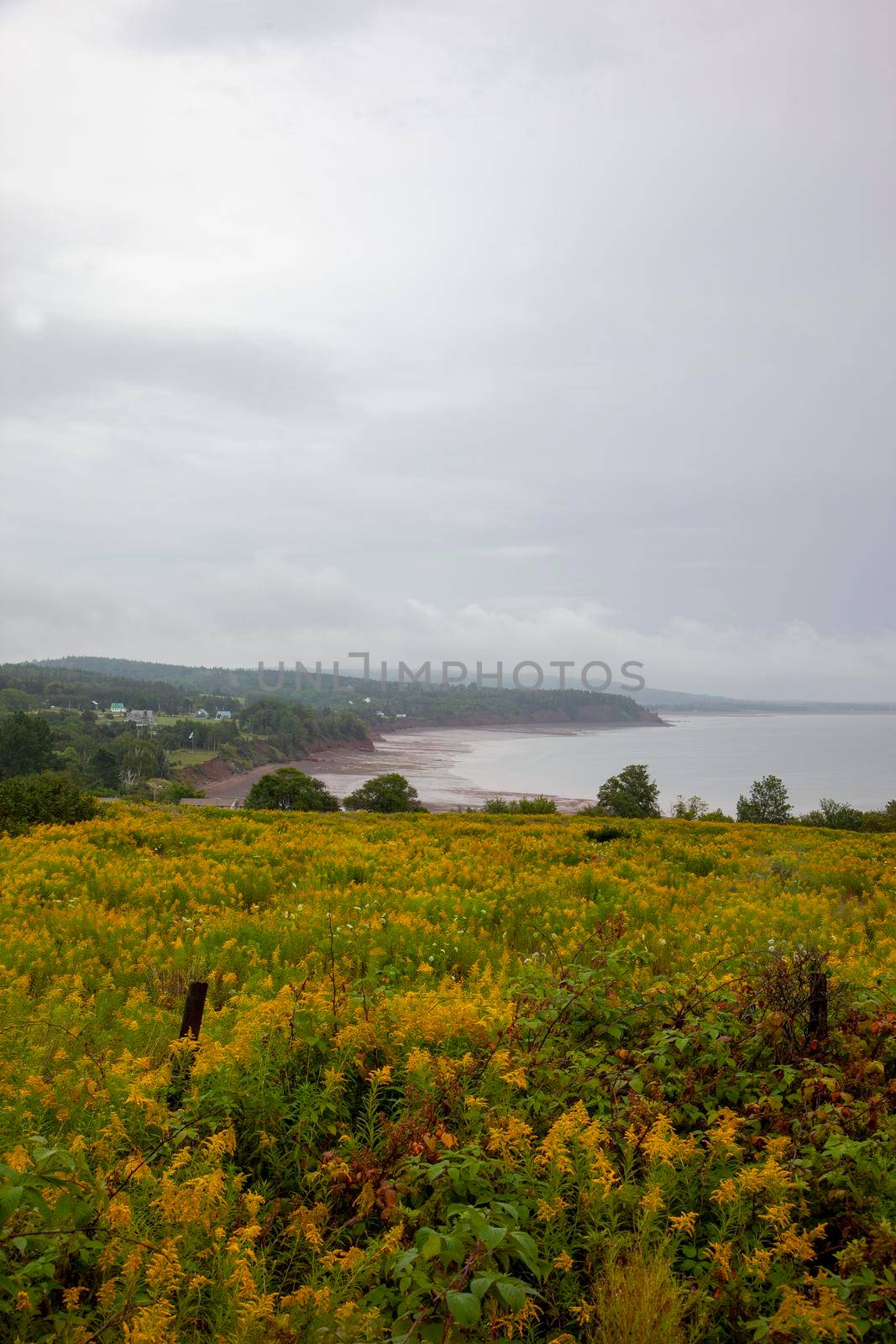 summertime view across yellow flora on the bay of fundy in nova scotia with tide 