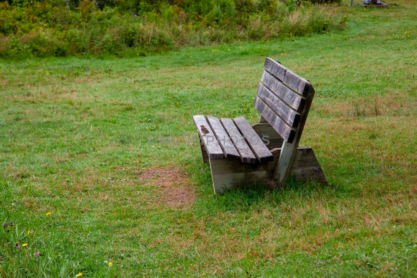 empty bench with copy space apart from a tiny little chickadee bird 