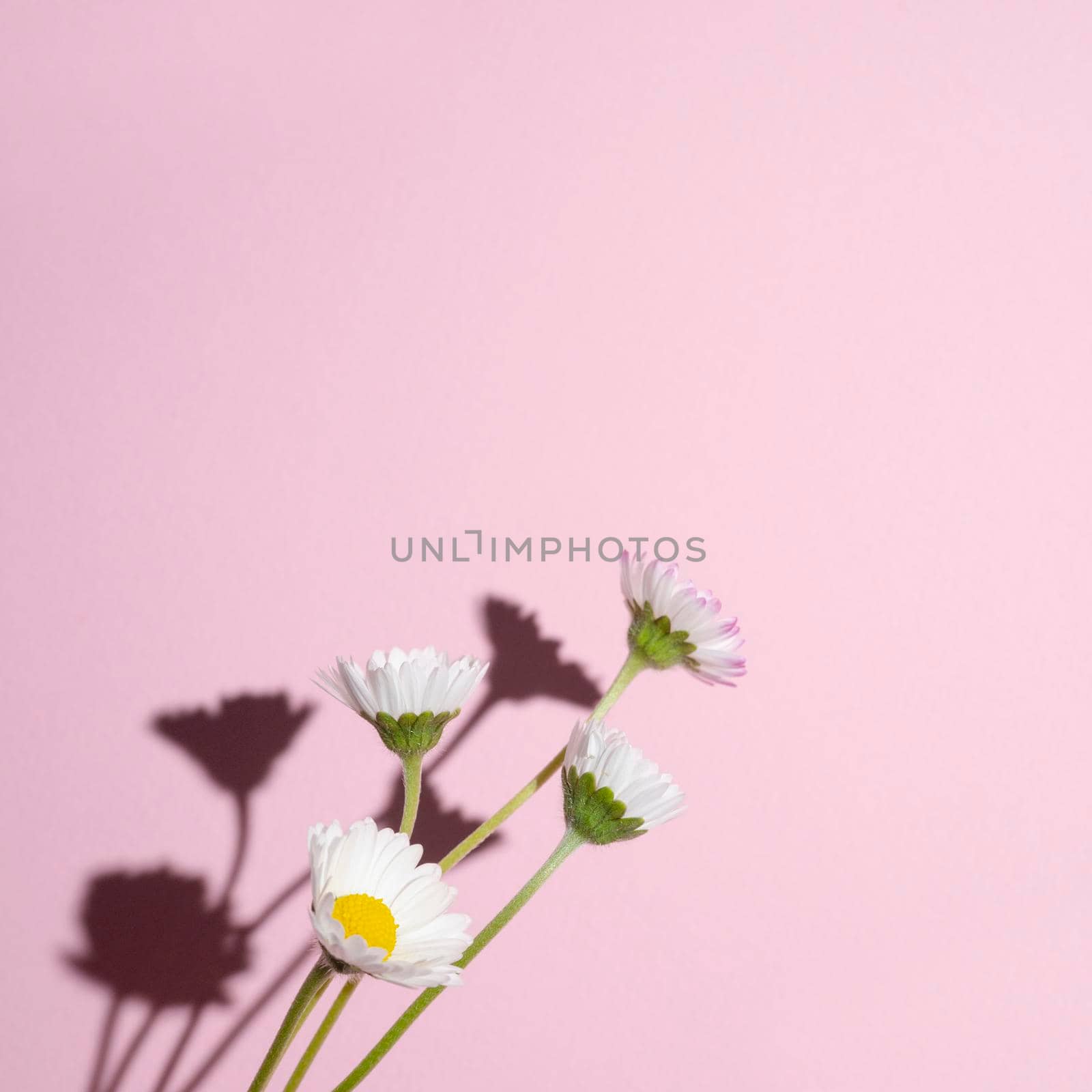 some daisies with their hard shadow on a pink background
