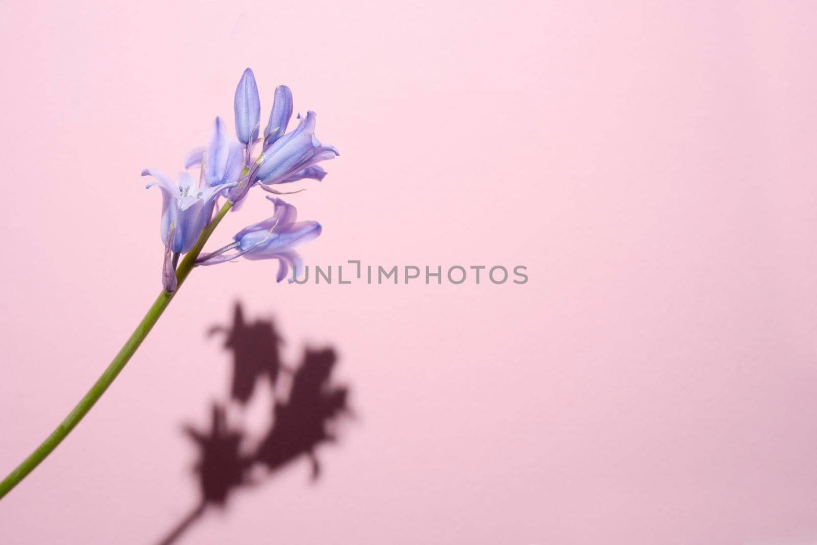 Common Bellflower, Bluebell Hyacinthoides, a ripped blue flower with a hard shadow on a pink background