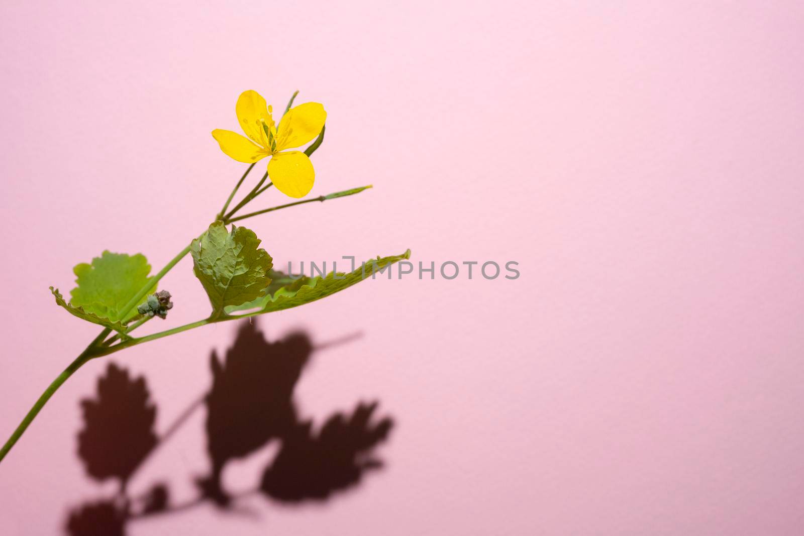 Common buttercup, Ranunculus acris, a yellow flower taken with a hard shadow against a pink background
