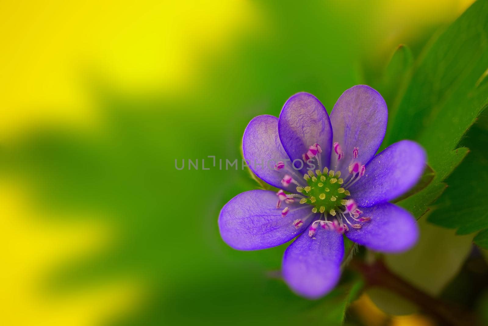 Blue Hepatica Nobilis in close-up, early blooming spring plants on yellow background with copy space