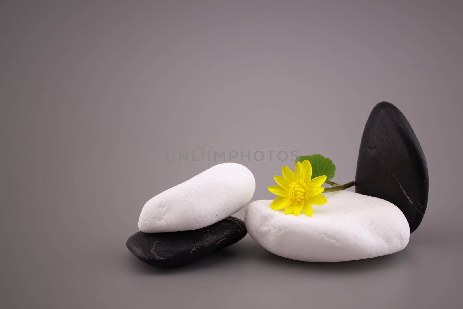 Black and white stones and yellow spring flower, spa still life with calm shades of gray with free copy space for text