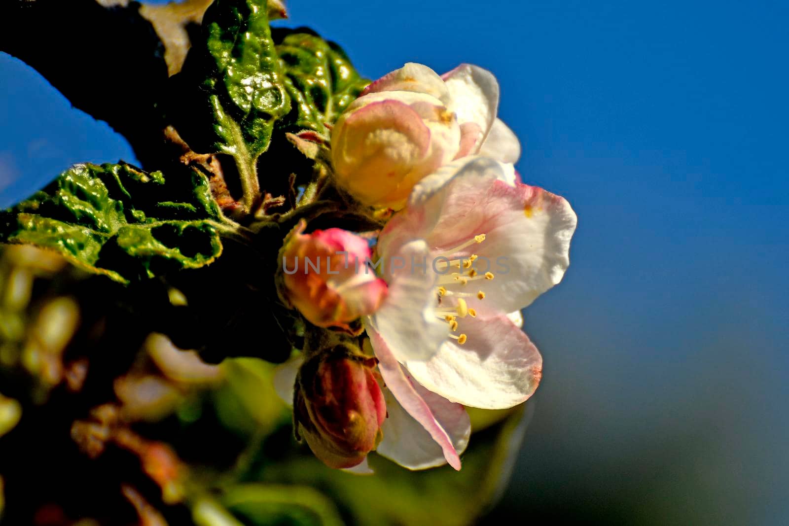 apple blossom in spring in Germany by Jochen