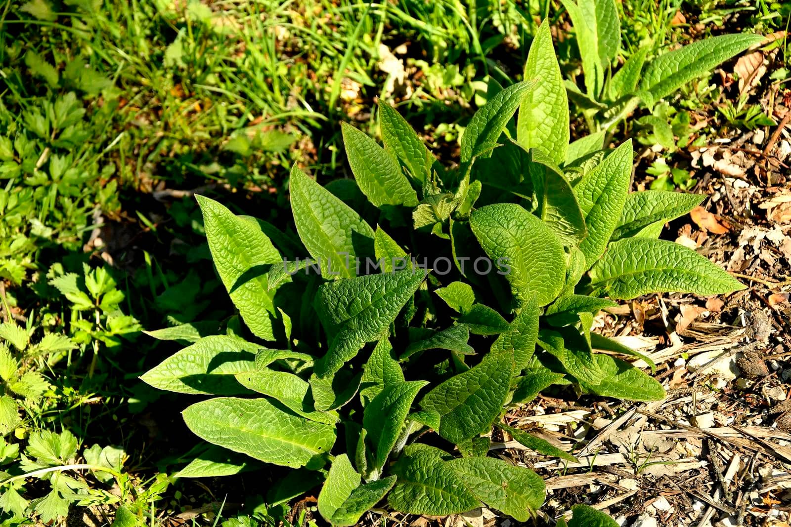 comfrey, young fresh leaves in spring