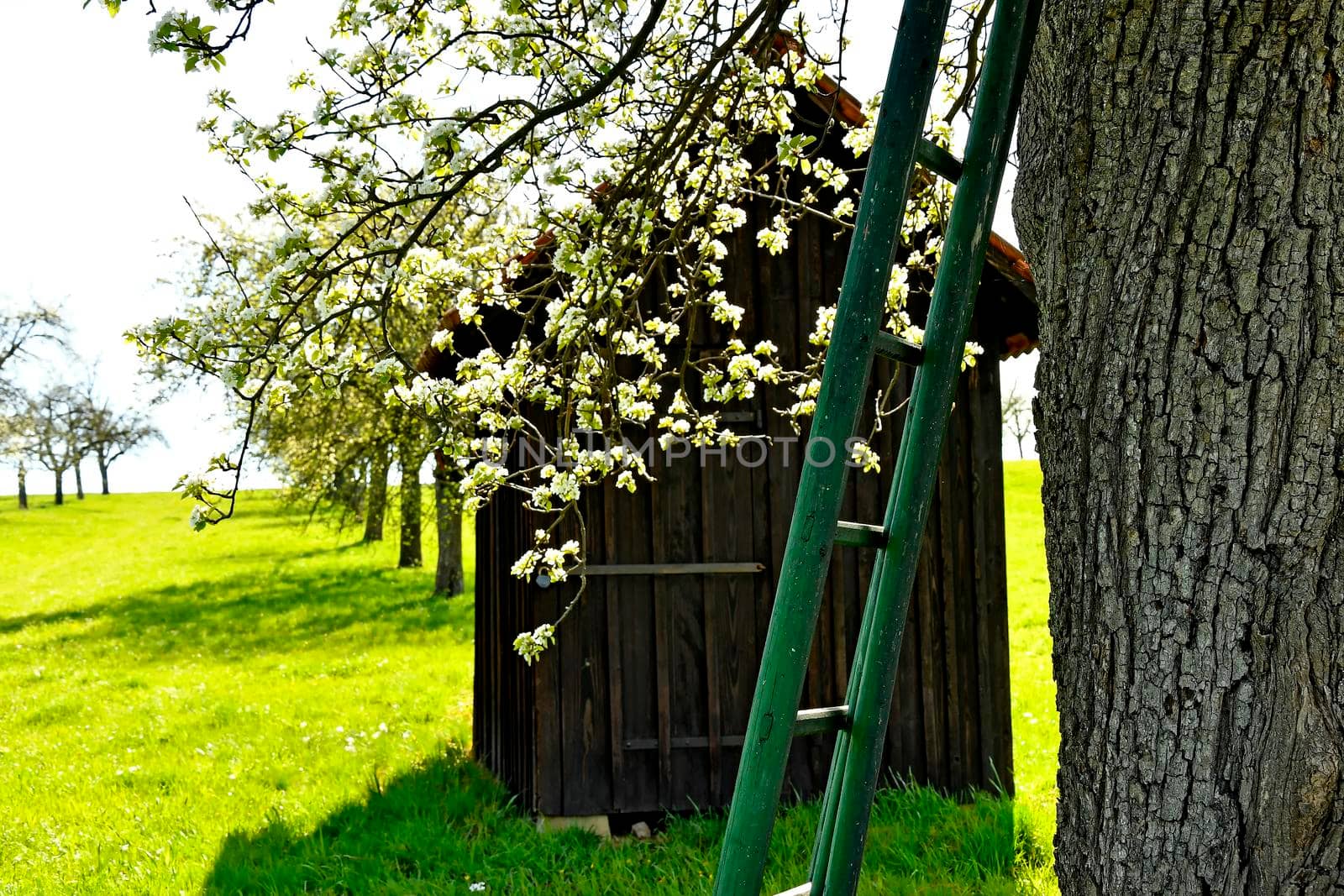 apple blossom with old barn and ladder spring in Germany