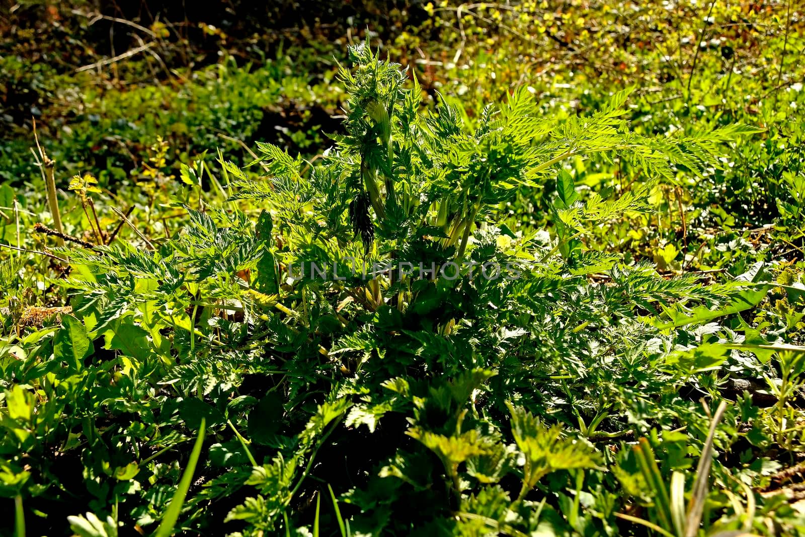 Chervil, spice in the German spring forest by Jochen