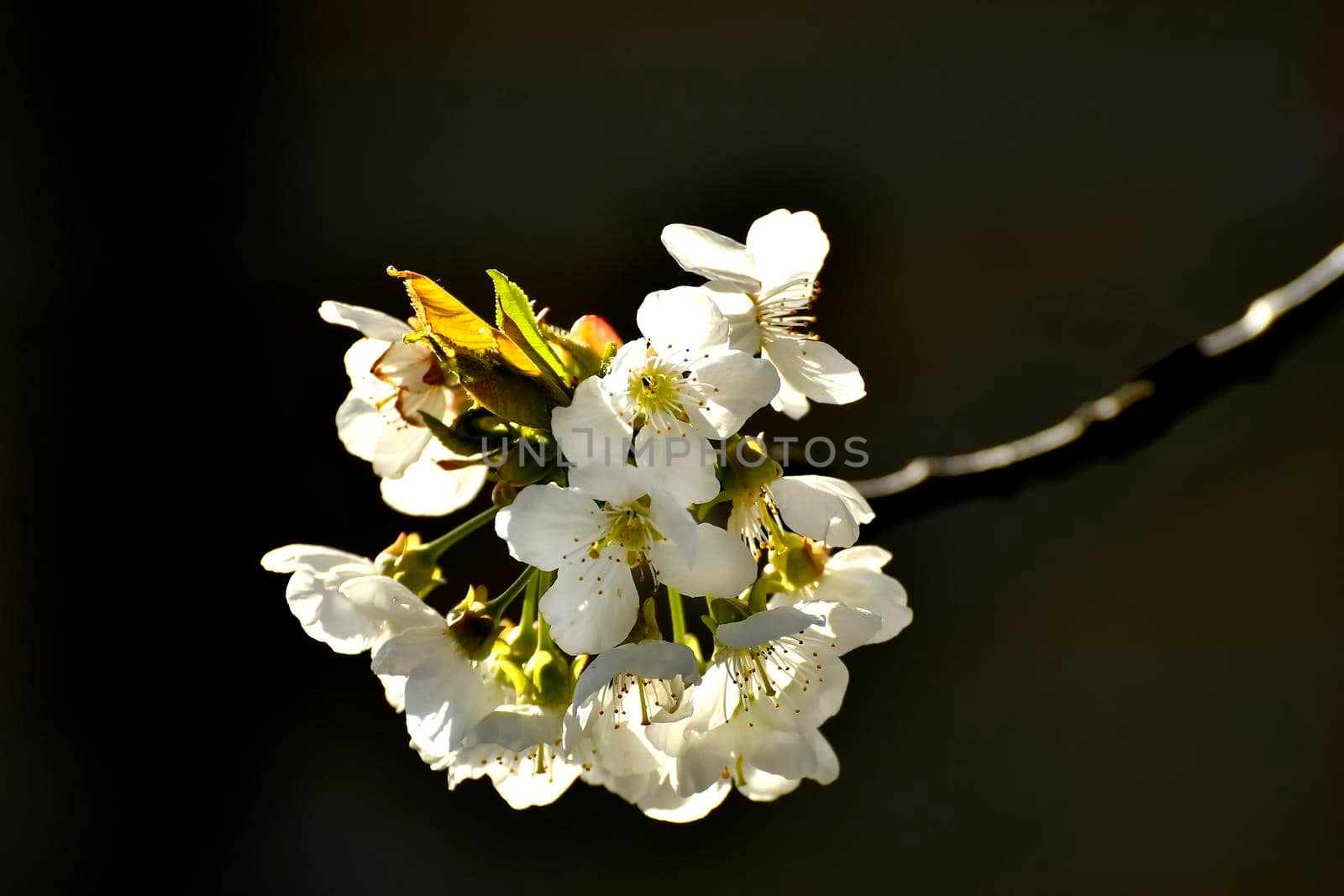 Wild cherry blossom in spring in backlit Germany