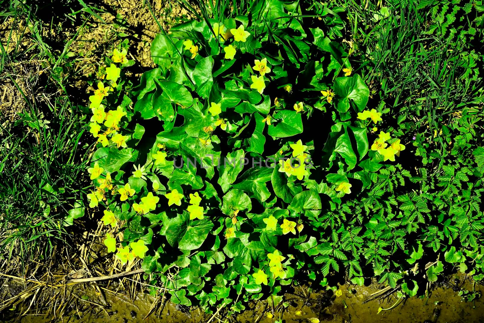 marsh-marigold, spring flower in Germany by Jochen