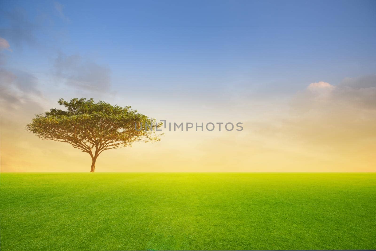 Green tree in green field on sunset or sunlight. by thanumporn