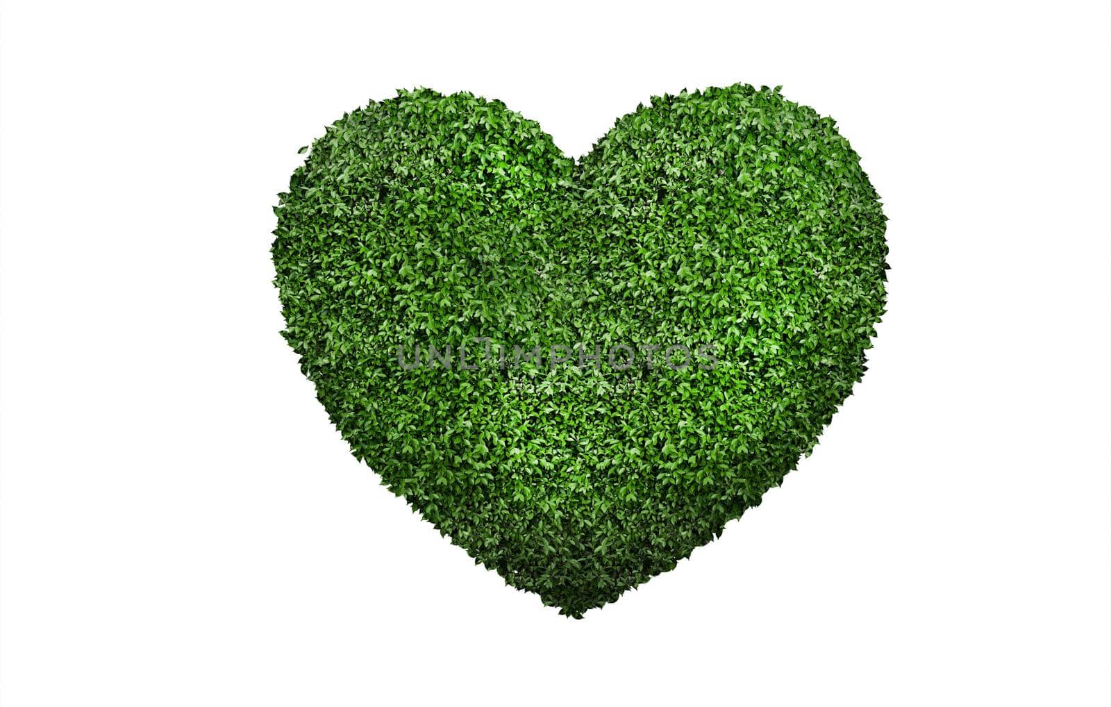 Heart shaped green leaves isolated white background.