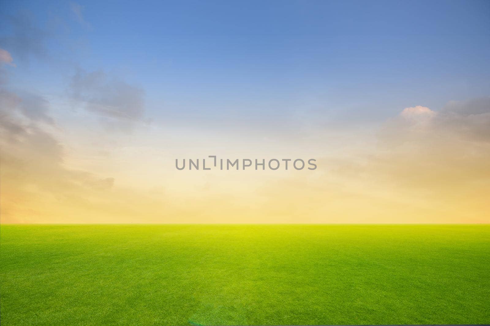 Field of green fresh grass on sunset or sunlight.