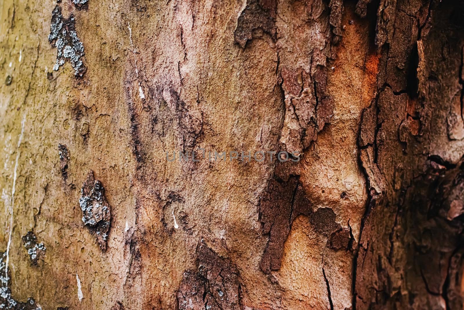 Natural wood, tree texture as wooden background, environment and nature by Anneleven