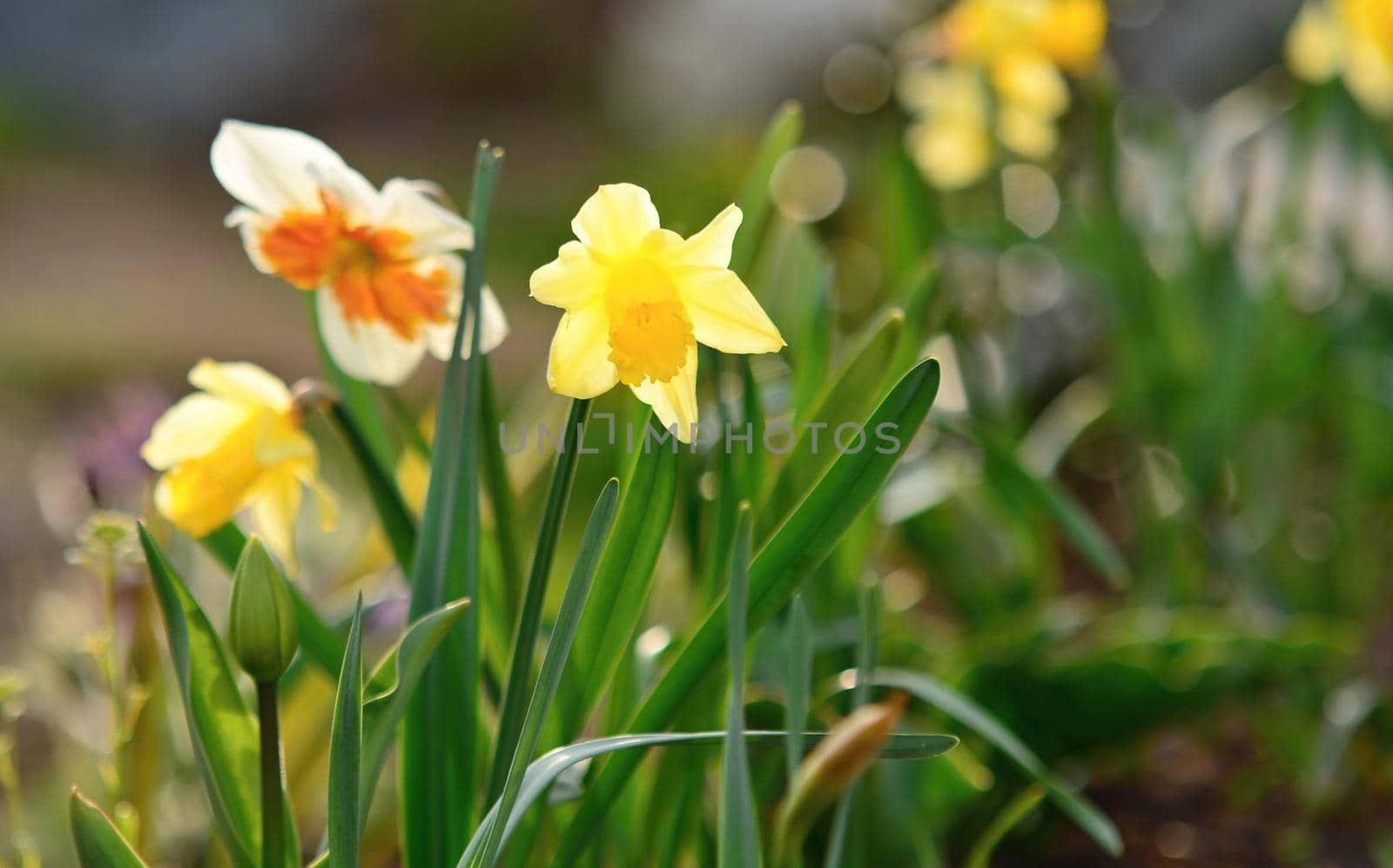 Close Up of Yellow Blossoming Narcissus Pseudonarcissus Growing in the Garden at Early Spring Season, shallow depth of field.