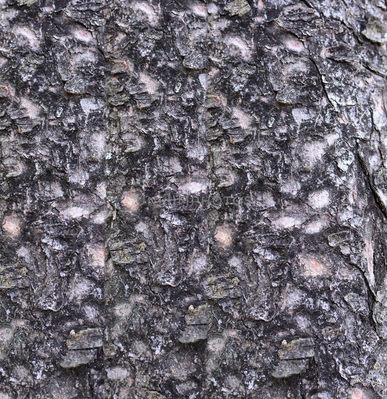 Tree bark background. Pattern and texture of tree bark. by hamik