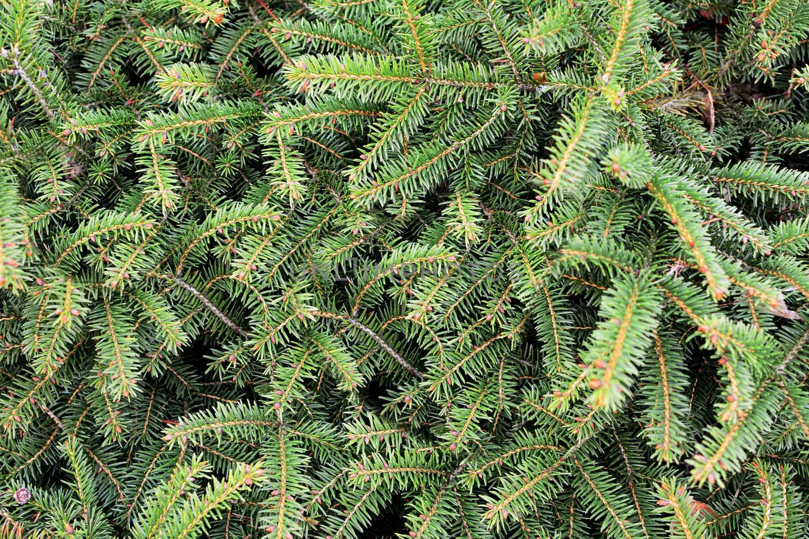Spruce branches background. Spruce texture. by hamik
