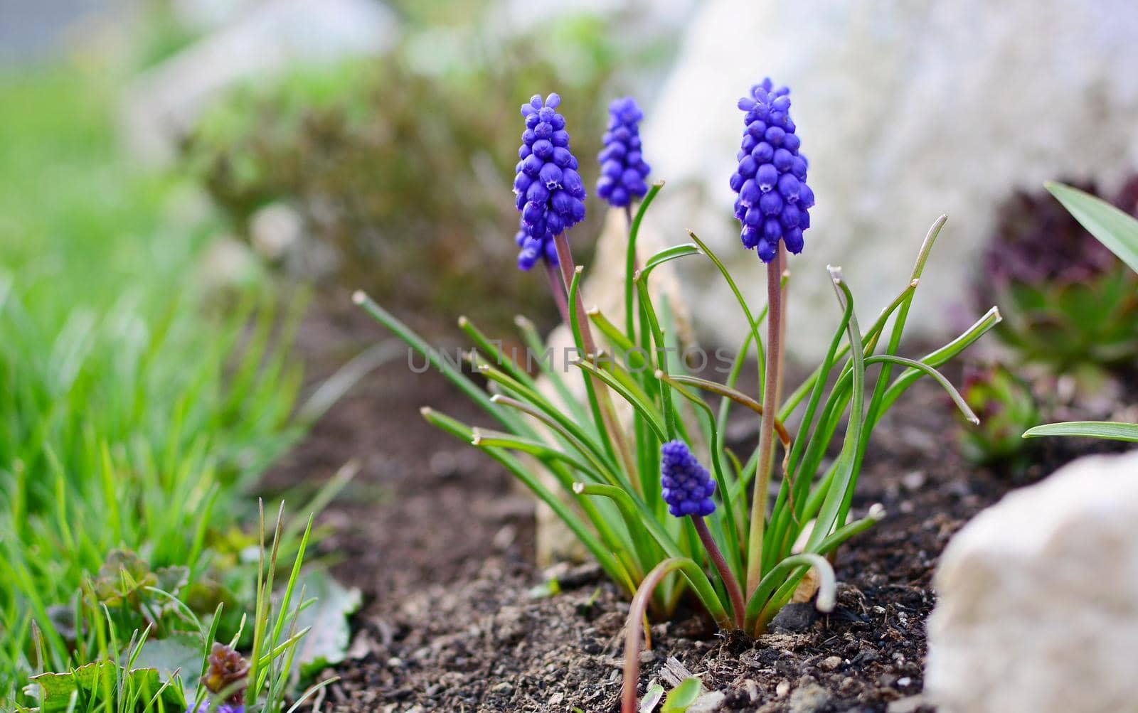 Close Up of Blue Muscari Armeniacum or Armenian Grape Hyacinth Bunch, Growing in the Garden from the Soil at Early Spring Season.