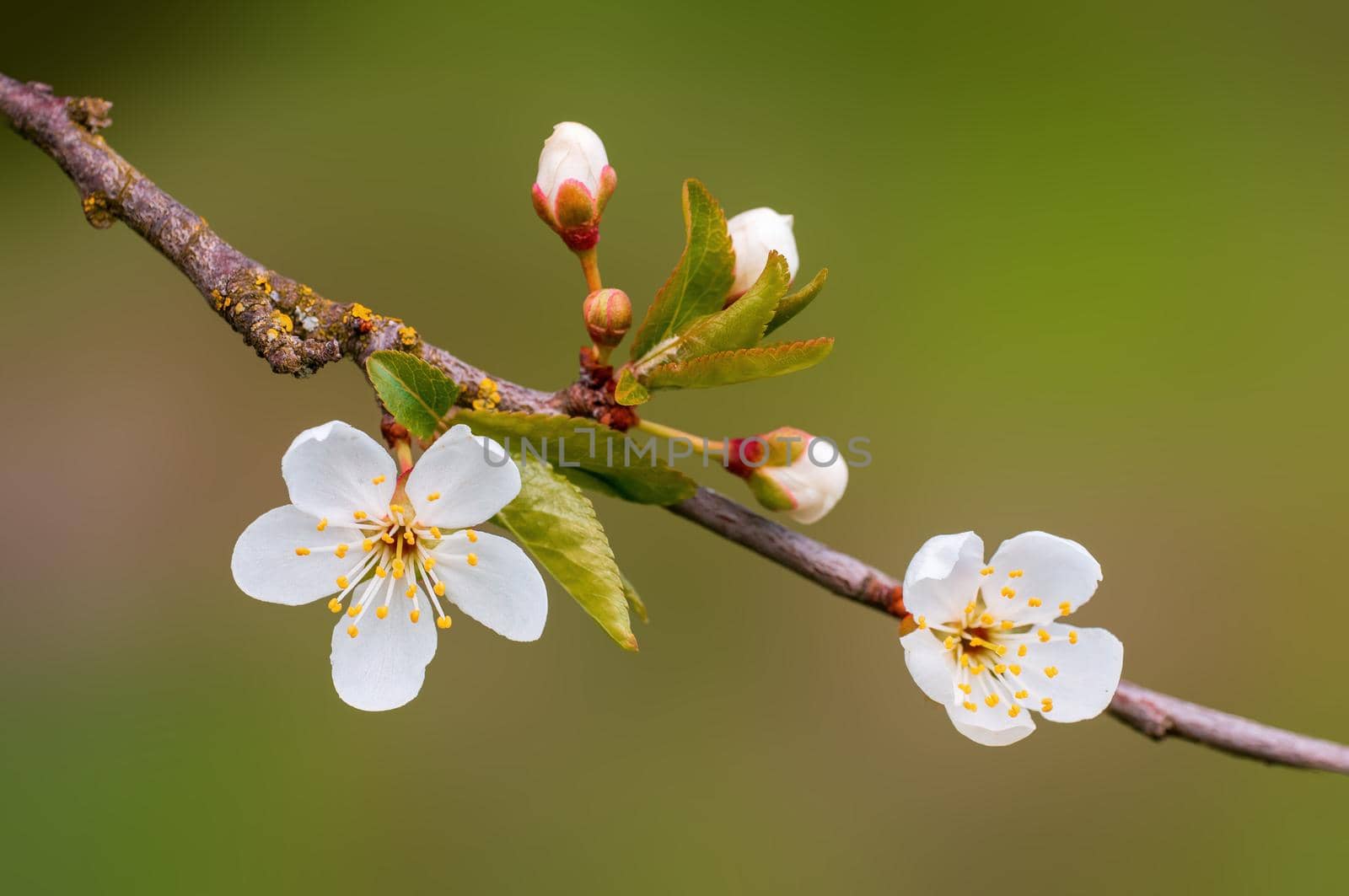 Branch with beautiful fresh spring flowers