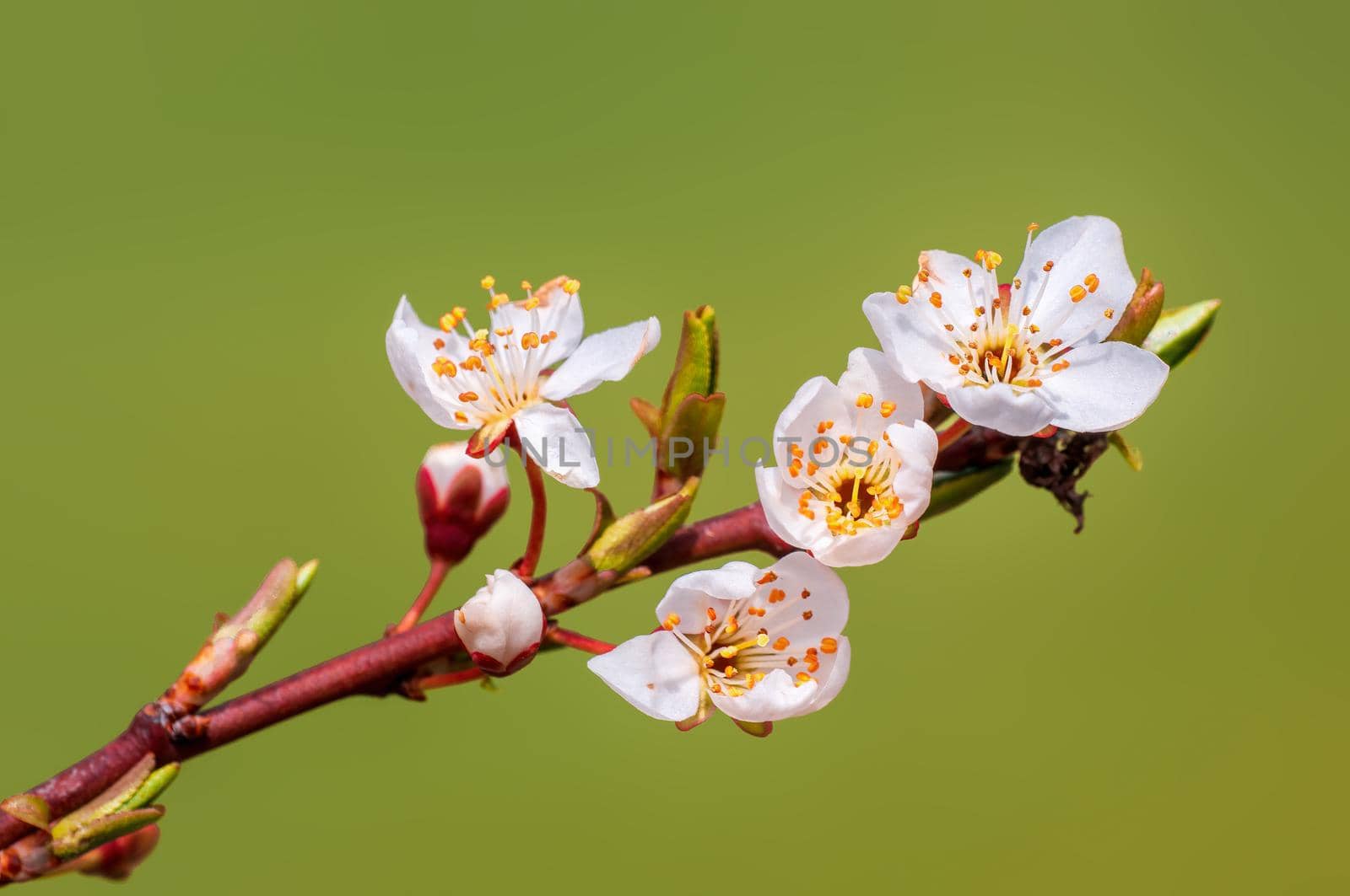 Branch with beautiful fresh spring flowers