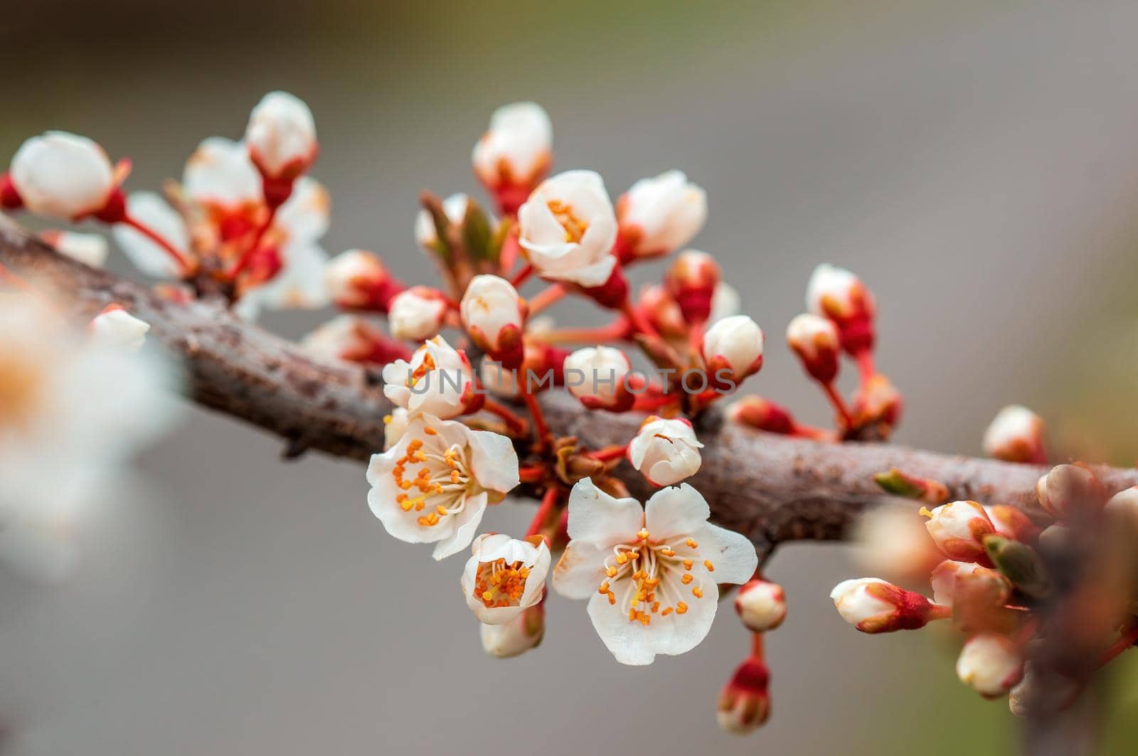 Branch with beautiful fresh spring flowers