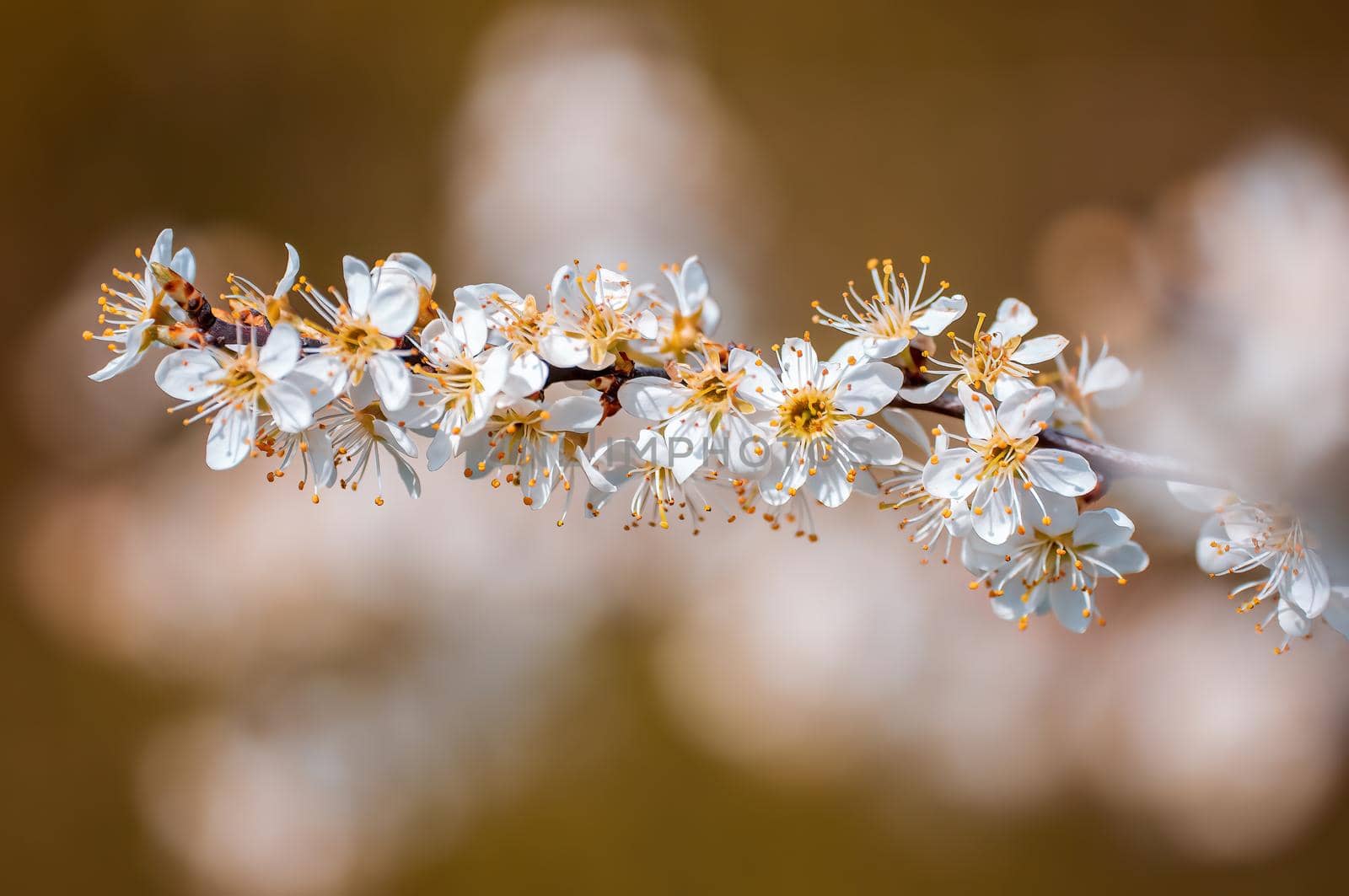 Branch with beautiful fresh spring flowers
