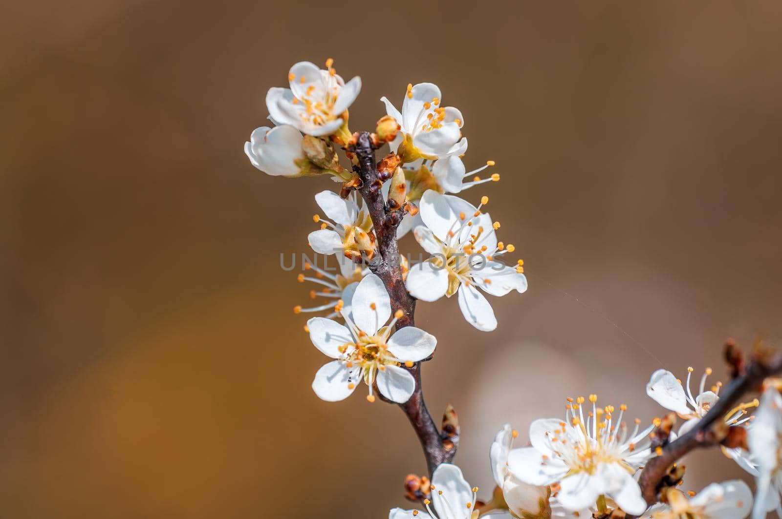 Branch with beautiful fresh spring flowers