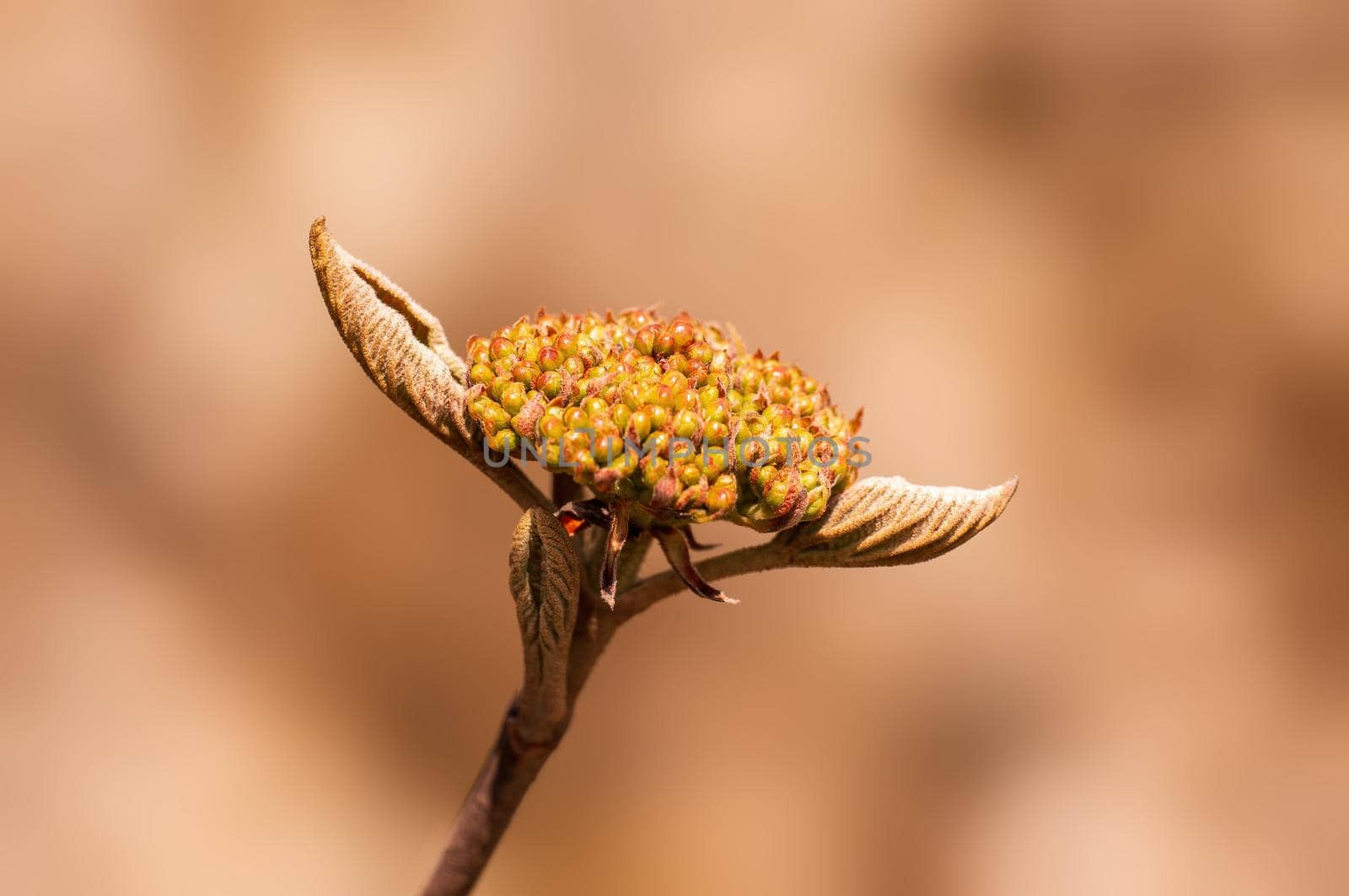 Branch with beautiful fresh spring flowers