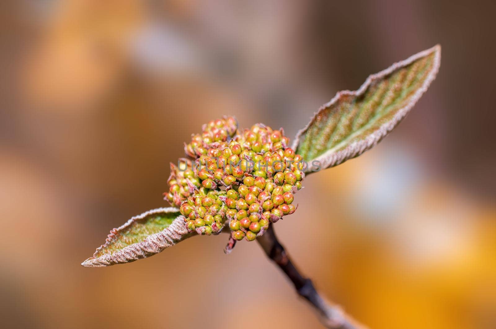 Branch with beautiful fresh spring flowers