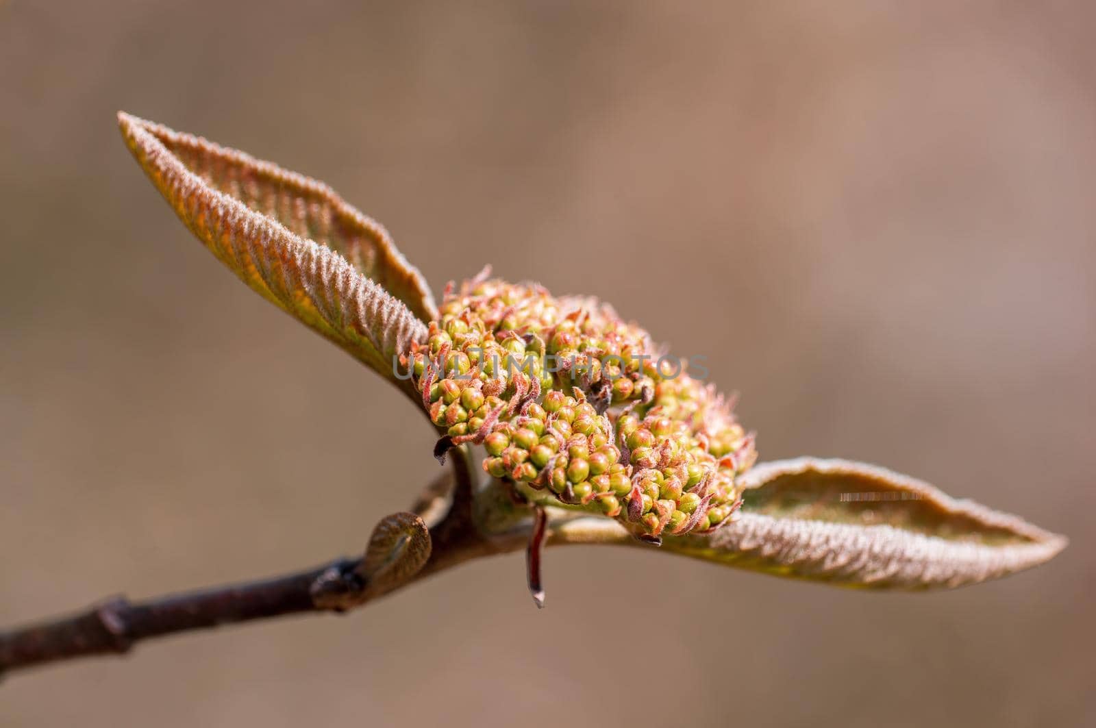 Branch with beautiful fresh spring flowers