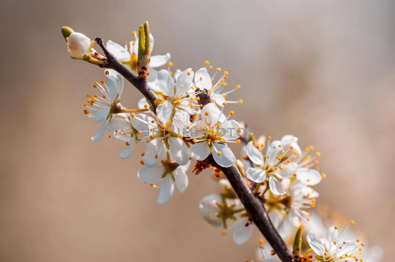 Branch with beautiful fresh spring flowers