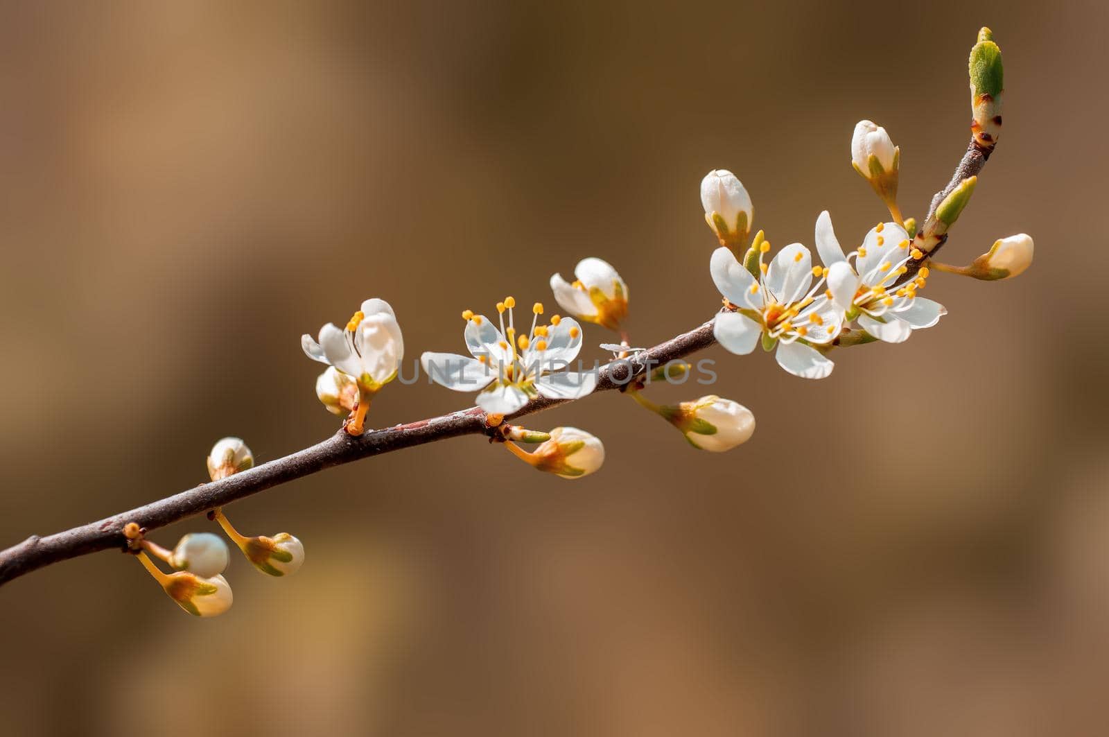 Branch with beautiful fresh spring flowers