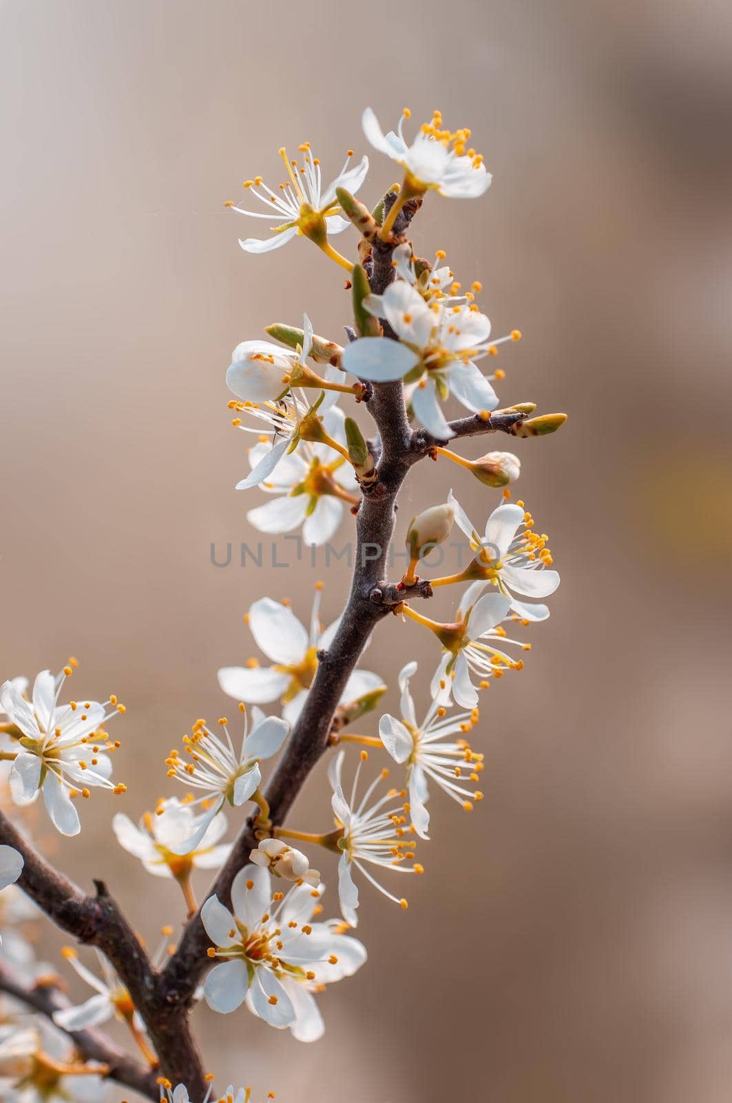Branch with beautiful fresh spring flowers
