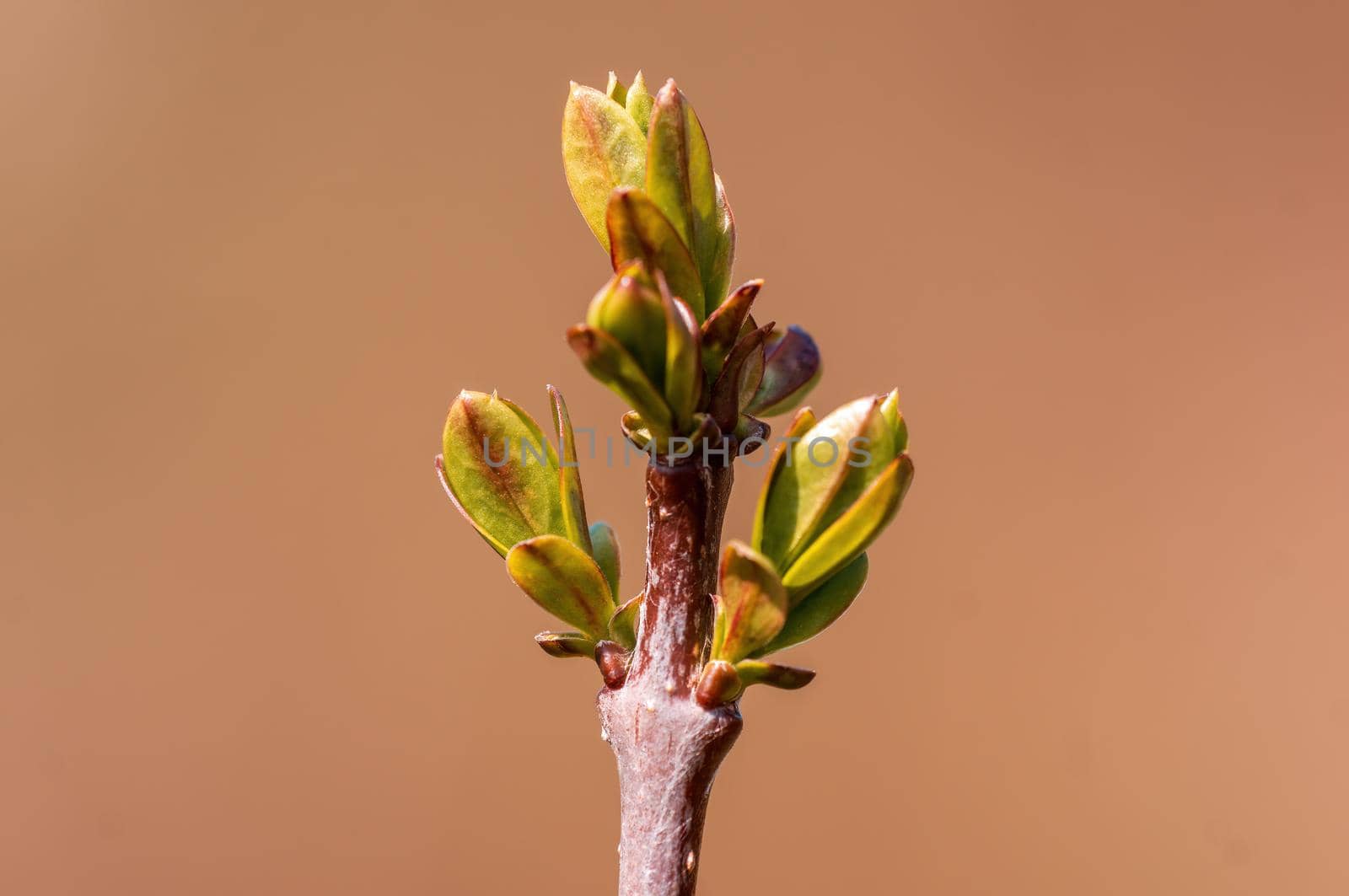 twig with beautiful fresh spring bud