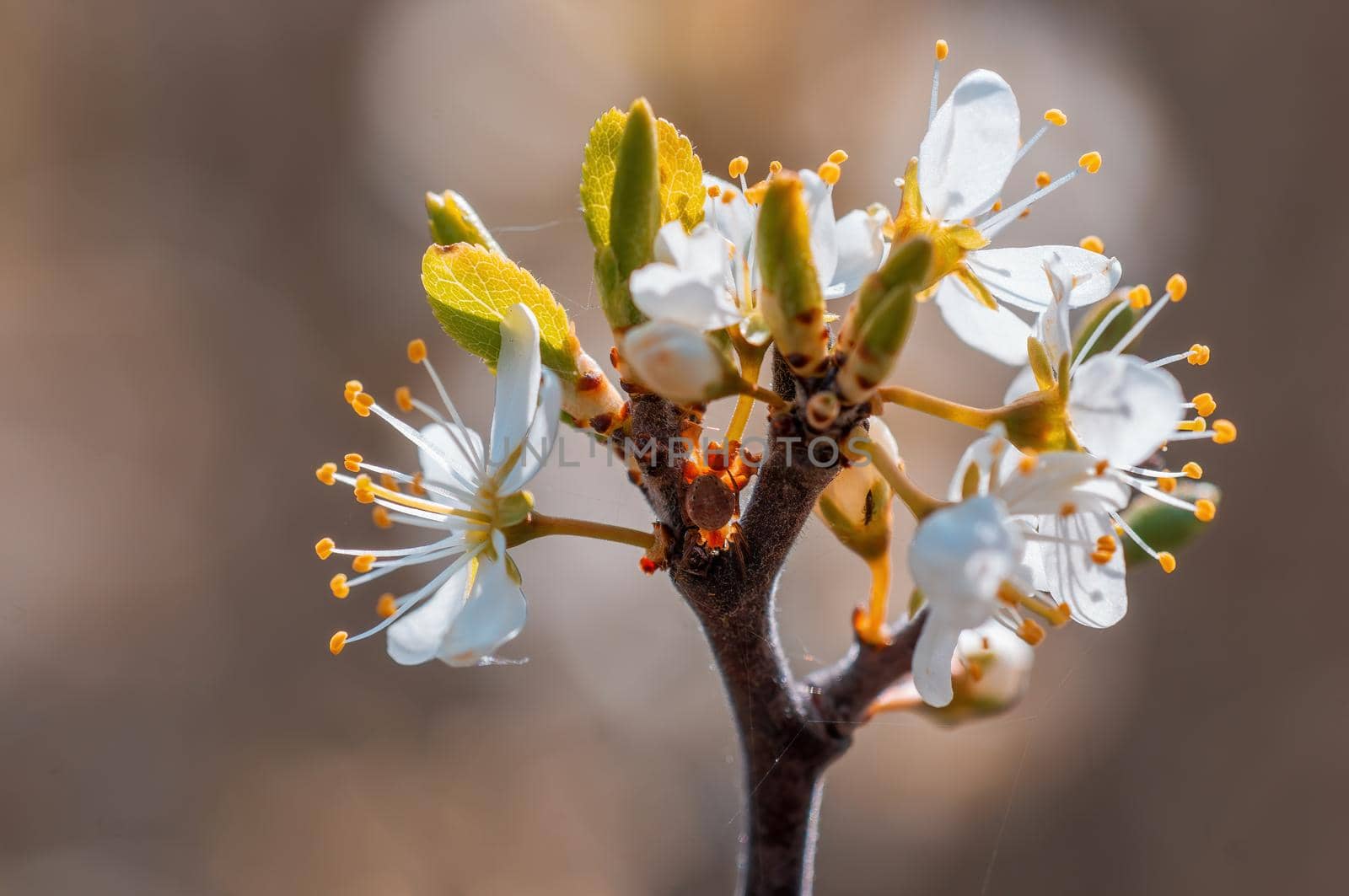 Branch with beautiful fresh spring flowers