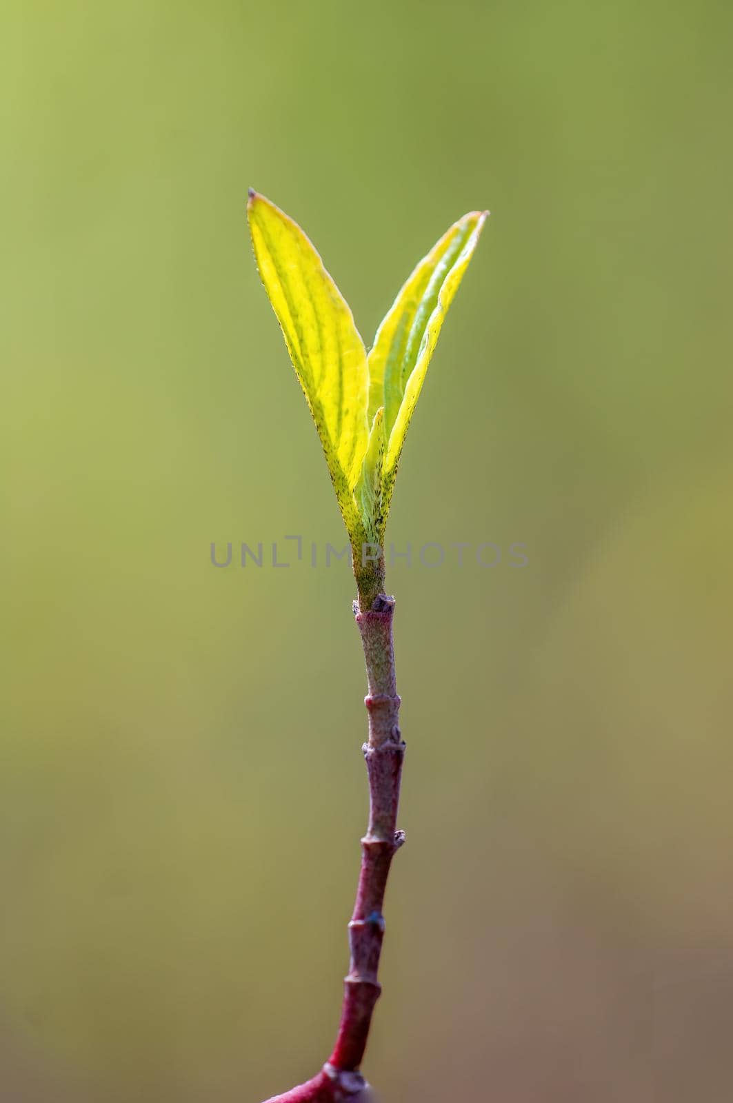 twig with beautiful fresh spring bud